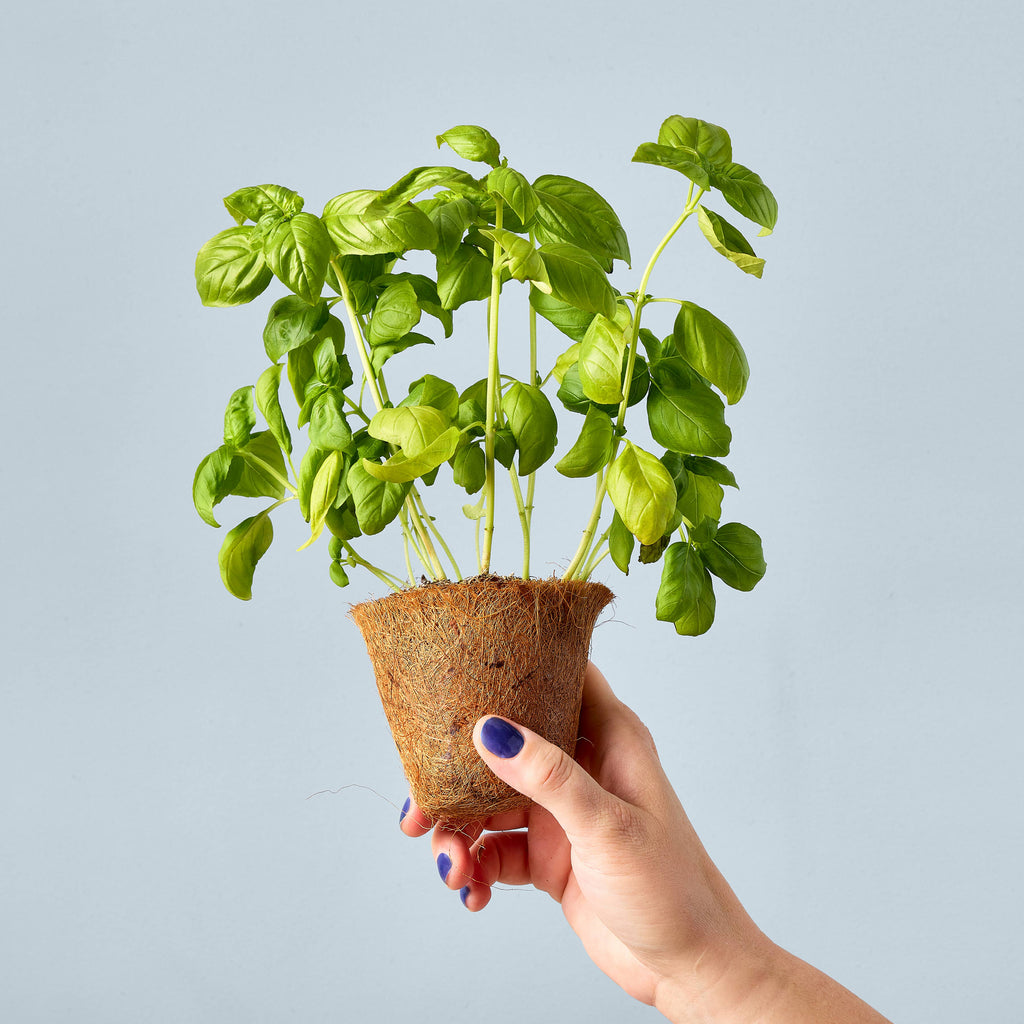 Garden Seed Pop (Single): Strawberry